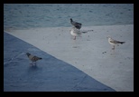 Pula -29-10-2013 - Bogdan Balaban